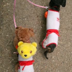 動く みかん あんずの画像