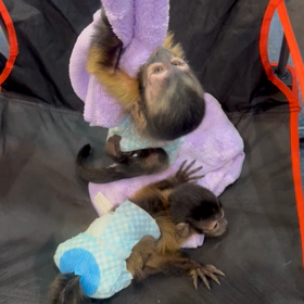 ジャパンレプタイルズショー２日目の画像