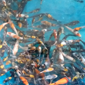 さくらこ選別の画像