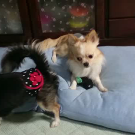 ジャビキックの画像