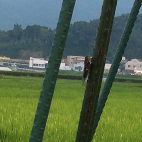 「夏が行く」の画像