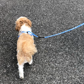 しっぽビュンビュンだったのに・・・ ♪の画像