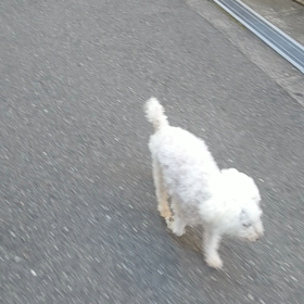 はしるーはしるーの画像