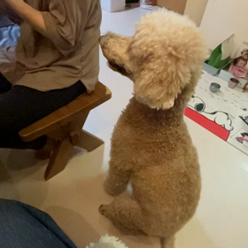 ちょいちょいの画像