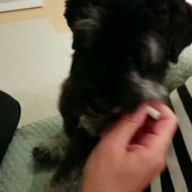 歯みがきガムの画像