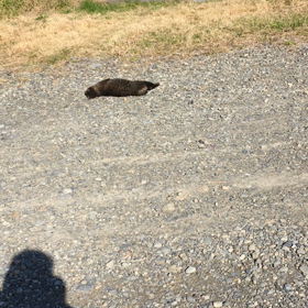 世の中スマートウォッチ格安携帯格安SIMそして格安タブレット、とどめは格安パソコンの画像