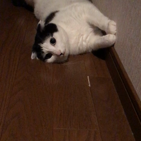 さぶちゃん、夏スタイルの画像