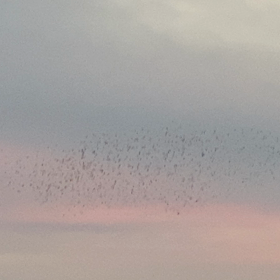 これはいったい！？の画像