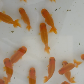 宇野系ランチユウの画像