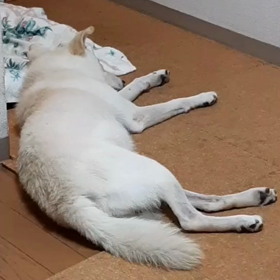 今日のシロくん 2の画像