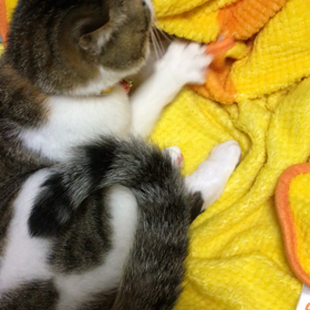 ひたすら( ^ω^ )もふもふ♡我が家のきなこの画像