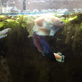 ベタの親子の画像