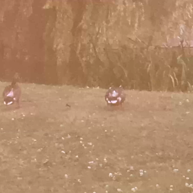 2022/07/21 眠たいの画像