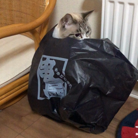 焼き鳥に恋い焦がれての画像