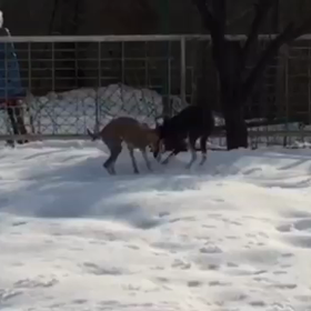 動画の画像