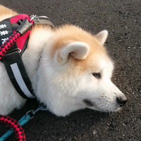 おはようございます‼️未来丸は今朝も元気に朝散歩。又々安倍川土手コースです。まだ土手道もそれほどの画像