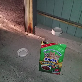 のら猫ミーちゃんの画像