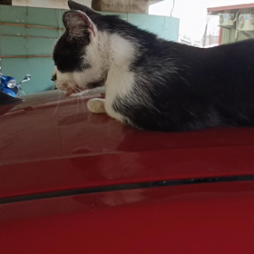 飼養街貓の画像