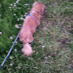 く─たの散歩(゜▽゜*)の画像