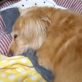 ナナちゃんのいびき…の画像