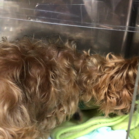 奇跡     いちごの画像