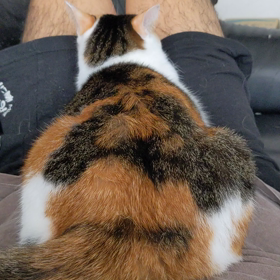 シュガーさん！！の画像