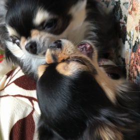 ガゥガゥの画像