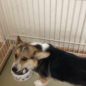 ガン黒ギャル達のごはんの画像