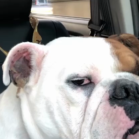 毎日バタバタしてますの画像