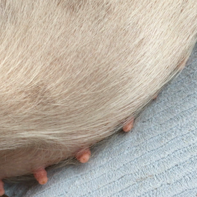 出産予定日は5月30日。の画像