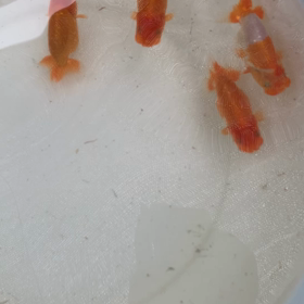 微妙なサイズの画像