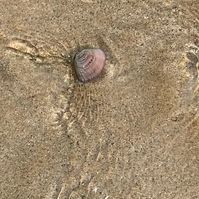 あさり　2の画像