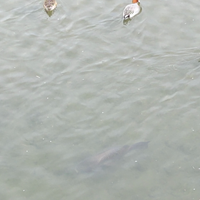 水鳥たちの画像