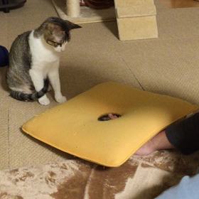 気になるにゃの画像