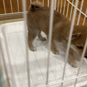 生後2ヶ月の時のハクの画像