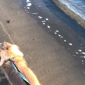 ♪お散歩動画♪お台場海浜公園♪②の画像