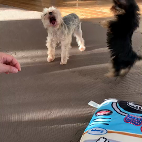 ガォー怪獣らよの画像