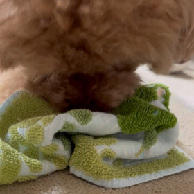 激しさを増す犬の画像