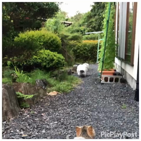 8/14「やればできる！/蝉時雨」の画像