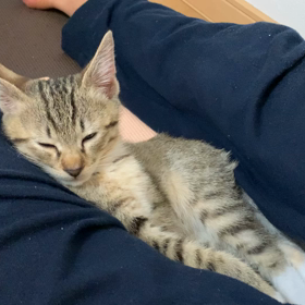 トラの寝落ちの画像