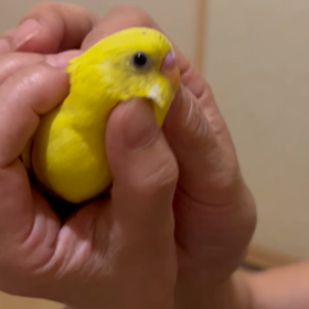 明日は第一日曜日だからお休み。の画像