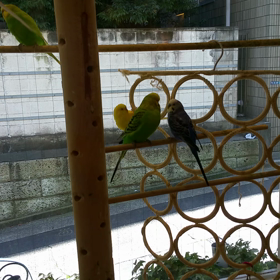 報告と鳥さん(笑)の画像