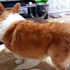 戦いを挑みますが…の画像