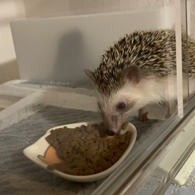 たわちゃんの食欲の画像