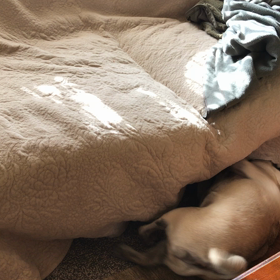 ダニーとテニスボール②の画像