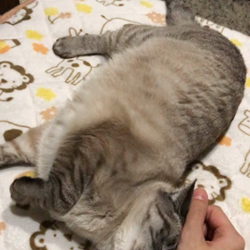 またこさんの動画の画像