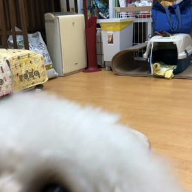 れおのお得意。の画像