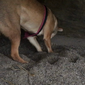 ほりほりの画像