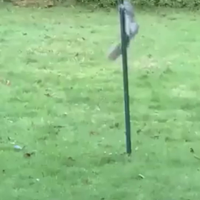 がんばれー！！の画像