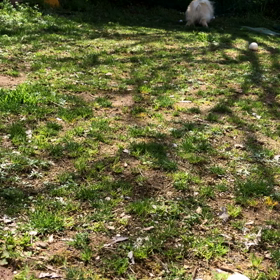 花音 完全復活♪の画像